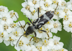 Chlorophorus figuratus