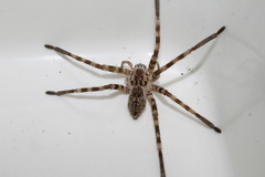 Eusparassus walckenaeri