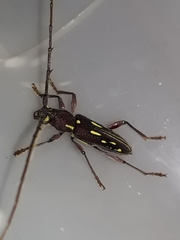 Ambonus distinctus
