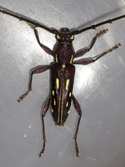 Ambonus distinctus
