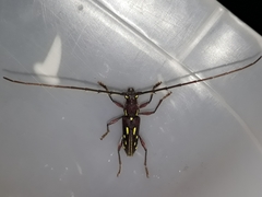 Ambonus distinctus