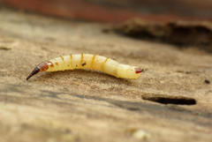 Xylophagidae