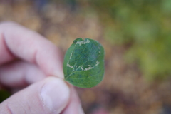 Phyllonorycter emberizaepenella
