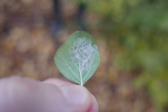 Phyllonorycter emberizaepenella