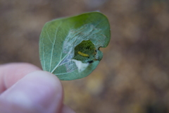 Phyllonorycter emberizaepenella