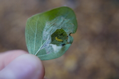 Phyllonorycter emberizaepenella