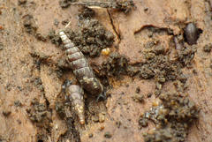 Clausilia