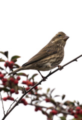 Haemorhous purpureus californicus