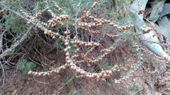 Artemisia alba