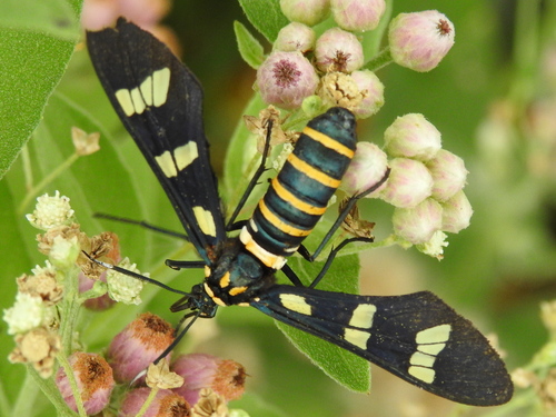 Black-banded Wasp Moth