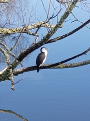 Phalacrocorax varius varius