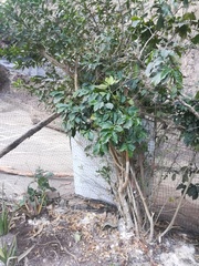 Coffea arabica