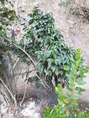 Coffea arabica