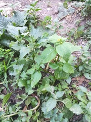 Galinsoga quadriradiata