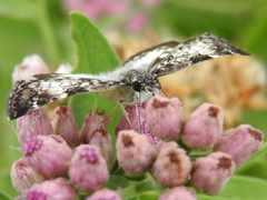 Chiomara georgina georgina