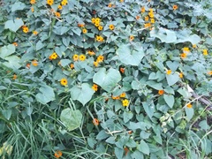 Thunbergia alata