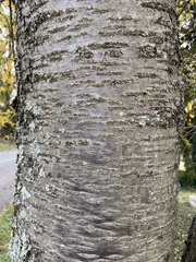 Prunus serrula