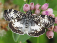 Chiomara georgina georgina