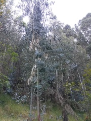 Eucalyptus