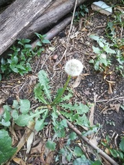 Taraxacum officinale