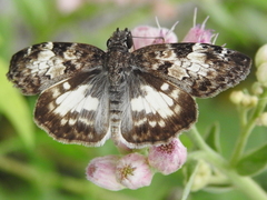 Chiomara georgina georgina