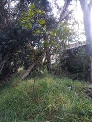 Prunus persica
