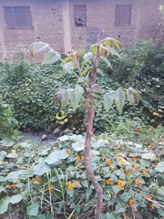 Prunus persica