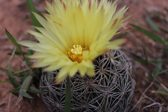 Coryphantha radians
