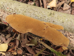 Phellinopsis conchata