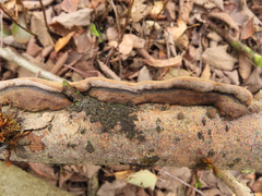 Phellinopsis conchata