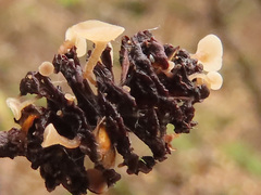 Ciboria viridifusca
