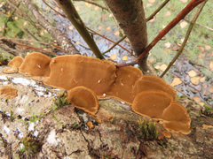 Phellinopsis conchata