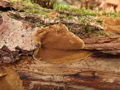 Phellinopsis conchata