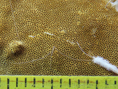 Phellinopsis conchata