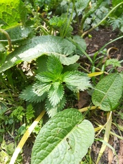 Urtica dioica