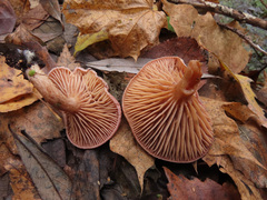 Lactarius lilacinus