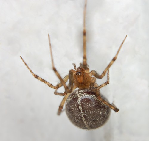 Schorssteatoda, Оболонь, Киев, Украина, 02000, photo 5 of 10