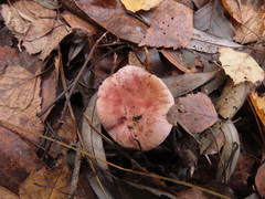 Lactarius lilacinus