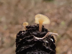 Ciboria viridifusca