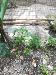 Physalis