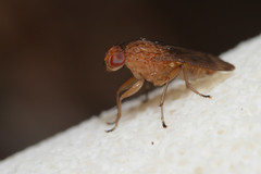 Suillia quinquepunctata