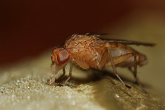 Suillia quinquepunctata