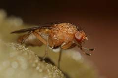 Suillia quinquepunctata