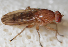 Suillia quinquepunctata