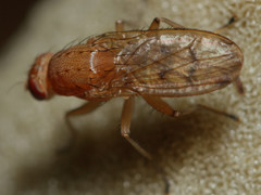 Suillia quinquepunctata
