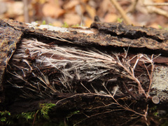 Etheirodon fimbriatum