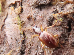 Oxypselaphus obscurus