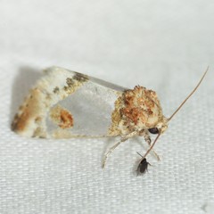 Schinia oculata