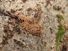 Merismodes anomala