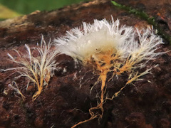 Etheirodon fimbriatum